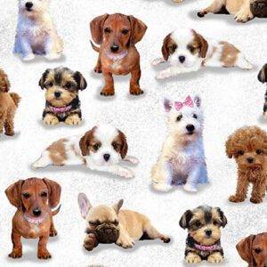 Diva Pups 1743 01