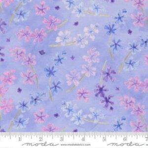 Delphinium 24651 13