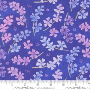 Delphinium 24651 15